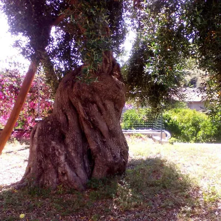 Montearista